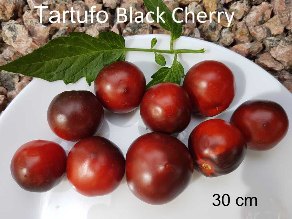 Tartufo Black Cherry